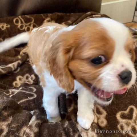 Adorables Chiots Cavalier King Charles Pure Race inscrits au lof