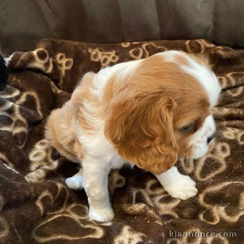 Adorables Chiots Cavalier King Charles Pure Race inscrits au lof