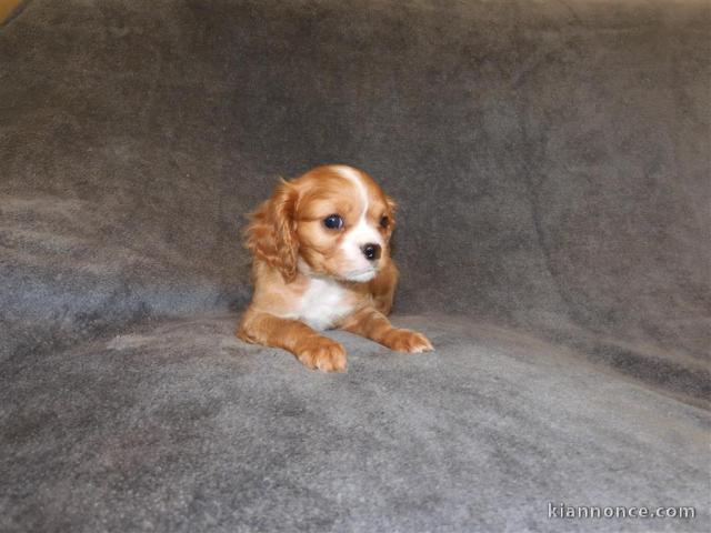 Adorables Chiots Cavalier King Charles Pure Race inscrits au lof