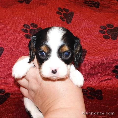 Adorables Chiots Cavalier King Charles Pure Race inscrits au lof