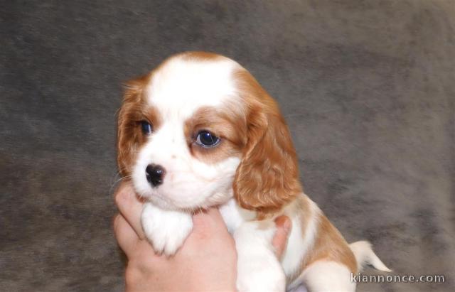 Adorables Chiots Cavalier King Charles Pure Race inscrits au lof