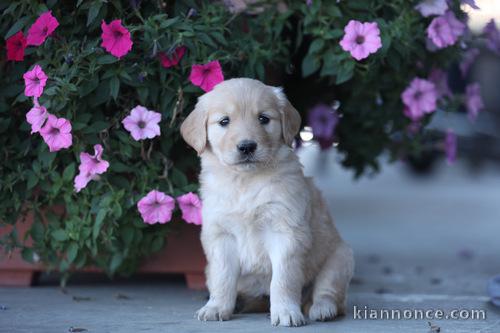 Adoption 2 chiots Golden Retrievers pure race