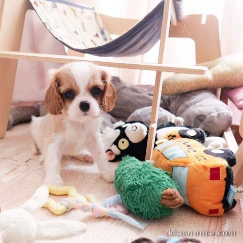 Adorables Chiots Cavalier King Charles Pure Race inscrits au lof