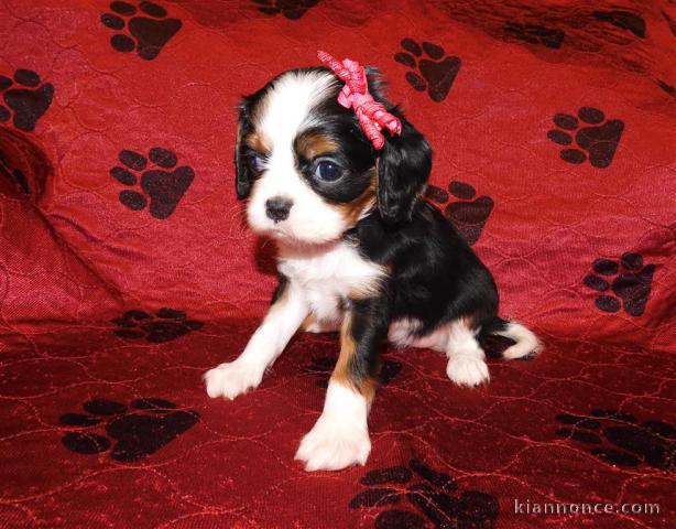 Adorables Chiots Cavalier King Charles Pure Race inscrits au lof