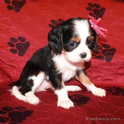 Adorables Chiots Cavalier King Charles Pure Race inscrits au lof