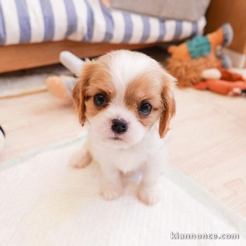 Adorables Chiots Cavalier King Charles Pure Race inscrits au lof