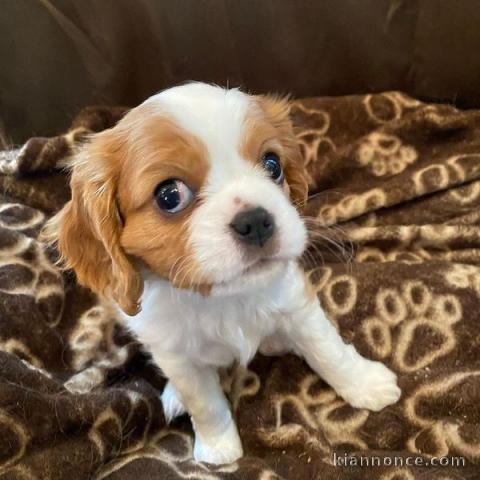 Adorables Chiots Cavalier King Charles Pure Race inscrits au lof