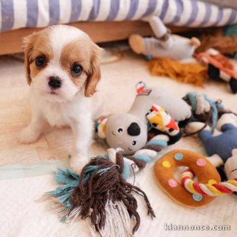 Adorables Chiots Cavalier King Charles Pure Race inscrits au lof