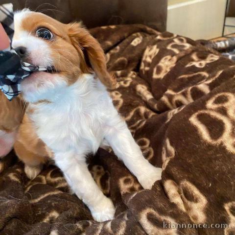 Adorables Chiots Cavalier King Charles Pure Race inscrits au lof