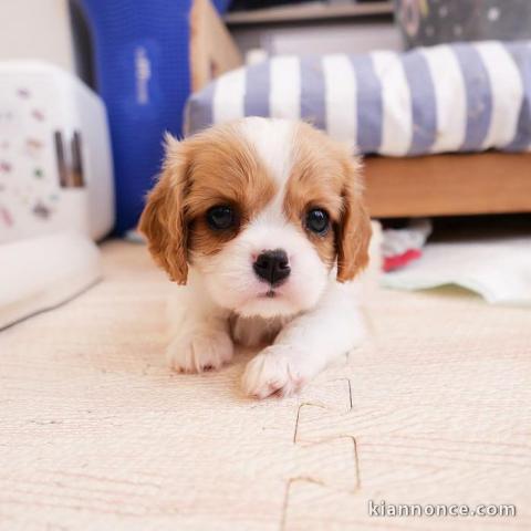 Adorables Chiots Cavalier King Charles Pure Race inscrits au lof