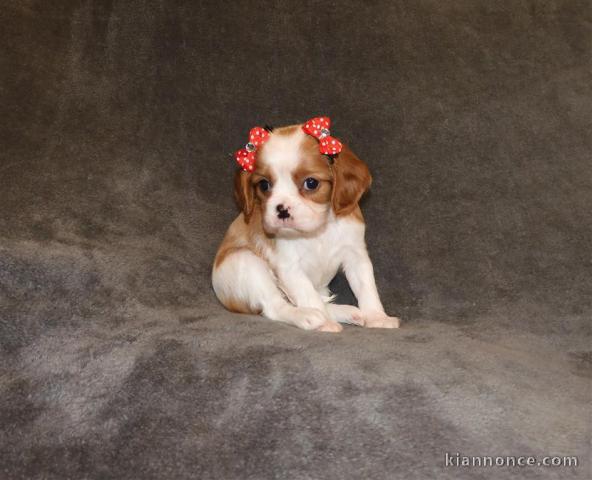 Adorables Chiots Cavalier King Charles Pure Race inscrits au lof