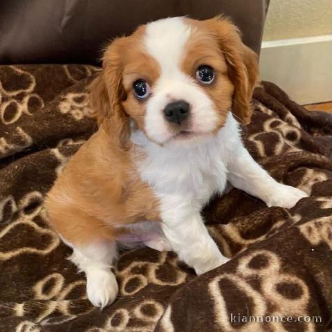 Adorables Chiots Cavalier King Charles Pure Race inscrits au lof