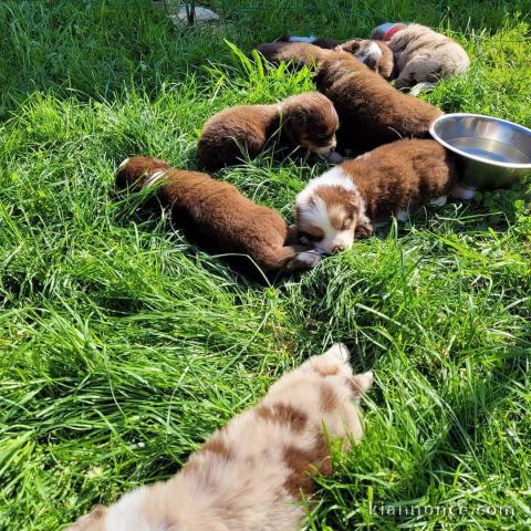 CHIOTS BERGER AUSTRALIEN POUR ADOPTION 