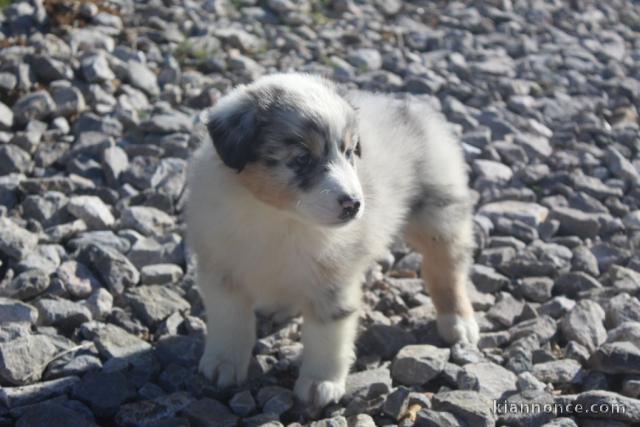 chiots berger australien femelle/mâle disponible