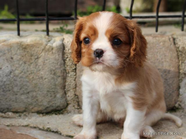 Donner chiot cavalier charle spaniel femelle