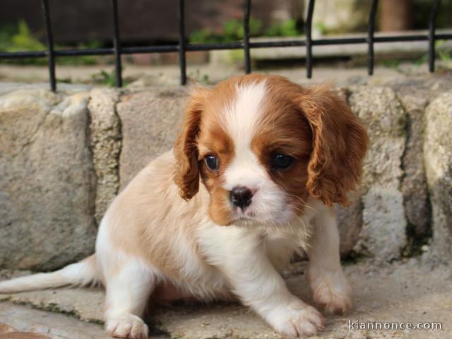 Chiots Cavalier King Charles Spaniel