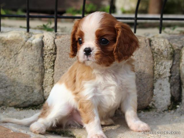 Cedes Chiot Cavalier Charle Spaniel Femelle/mâle âgée de 3 mois