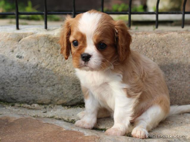 Chiot Cavalier Charle Spaniel Femelle/mâle âgée de 3 mois