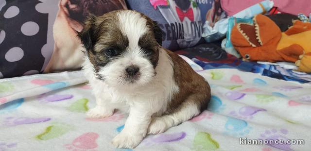 Je donnes mes magnifiques chiots Shih Tzu de trois mois.