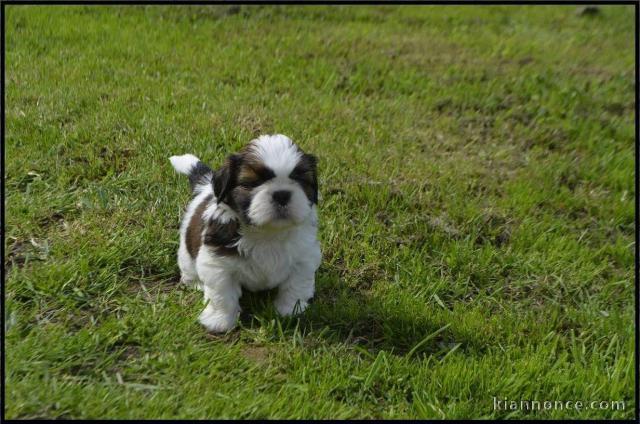 Je donnes mes Je donnesmagnifiques chiots Shih Tzu de trois mois.