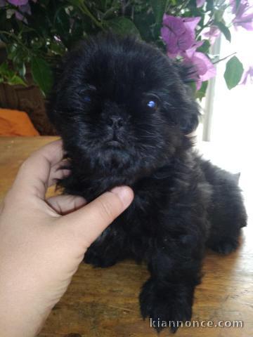 Je donnes mes magnifiques chiots Shih Tzu de trois mois.