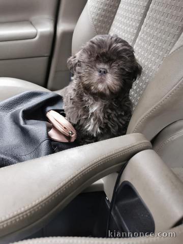 Je donnes mes magnifiques chiots Shih Tzu de trois mois.