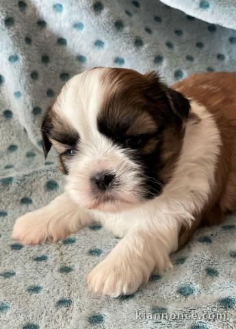 disponible de suite bb Shih Tzu.