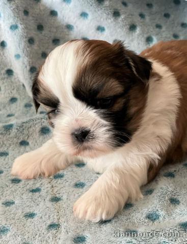 disponible de suite bb Shih Tzu.