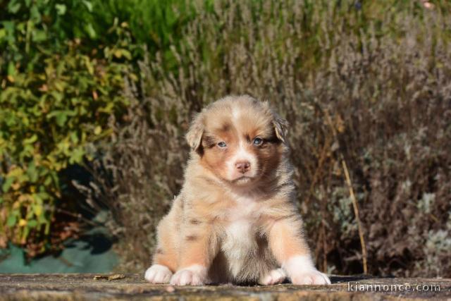 Chiots Berger Australien POUR ADOPTION