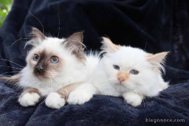 SACRÉ DE BIRMANIE TROP MIGNONS