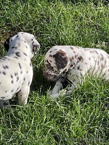 disponible de suite chiots dalmatien âgées de 3 mois