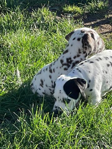 disponible de suite chiots dalmatien âgées de 3 mois