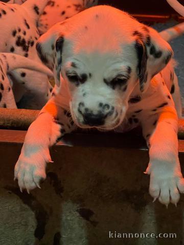 disponible de suite chiots dalmatien âgées de 3 mois