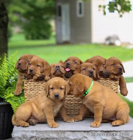 Adorables chiots Labrador retriever à réserver de suite 