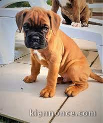 Adorables chiots  boxer