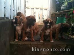 Adorables chiots  boxer