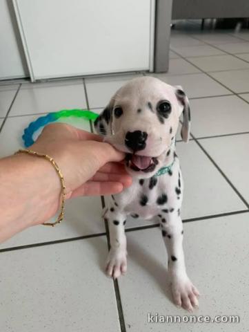 disponible de suite chiots dalmatien âgées de 3 mois