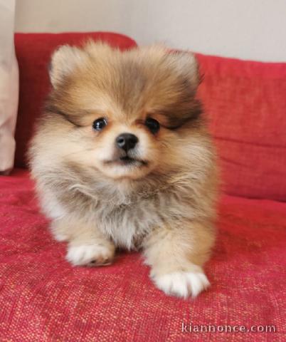 Adorables Chiots spitz nain