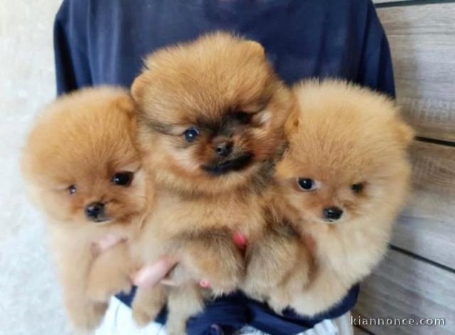 Adorables Chiots spitz nain