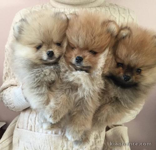 Adorables Chiots spitz nain