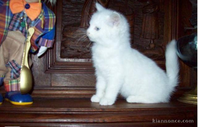 A donner mon chaton Angora truc femelle agé de 3 mois