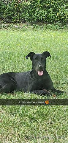 Chien femelle beauceron