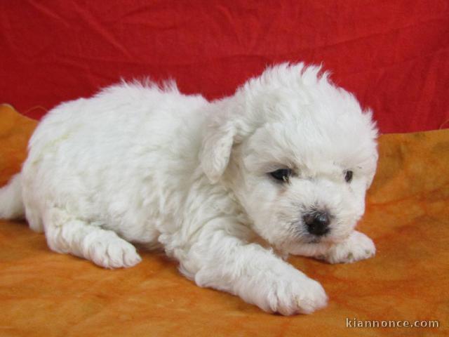 Chiots Bichon frise A donner contre bon soin