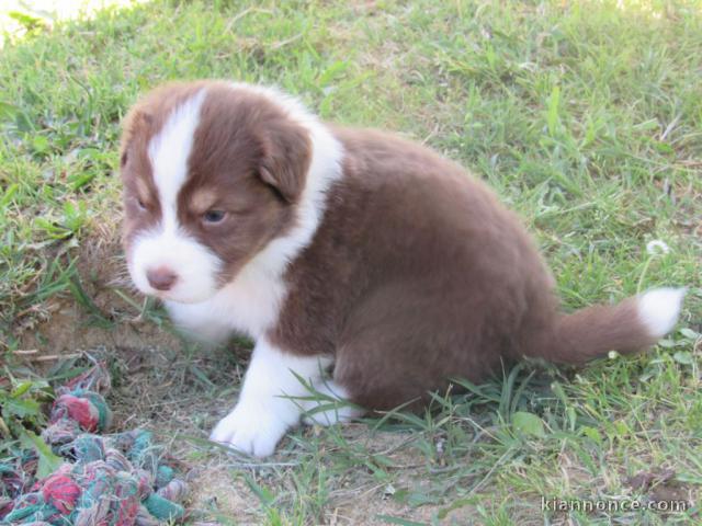 Adorable chiots berger australien femelle