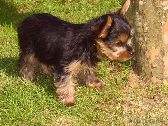 chiot Yorkshire femelle âgée de 3 mois