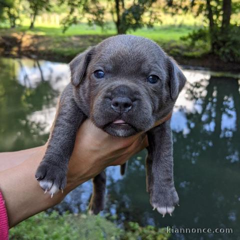 Chiots Staffordshire Bull Terrier pour adoption