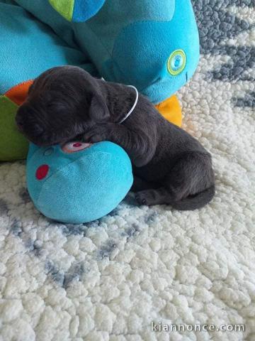 Chiots Cane Corso A donner contre bon soin