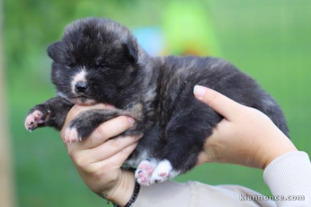 Chiots Akita A donner contre bon soin