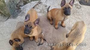 Chiots berger belge malinois