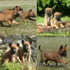 Chiots berger belge malinois